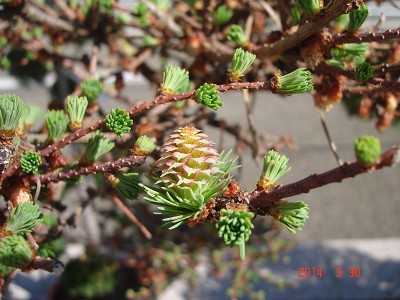 Larix